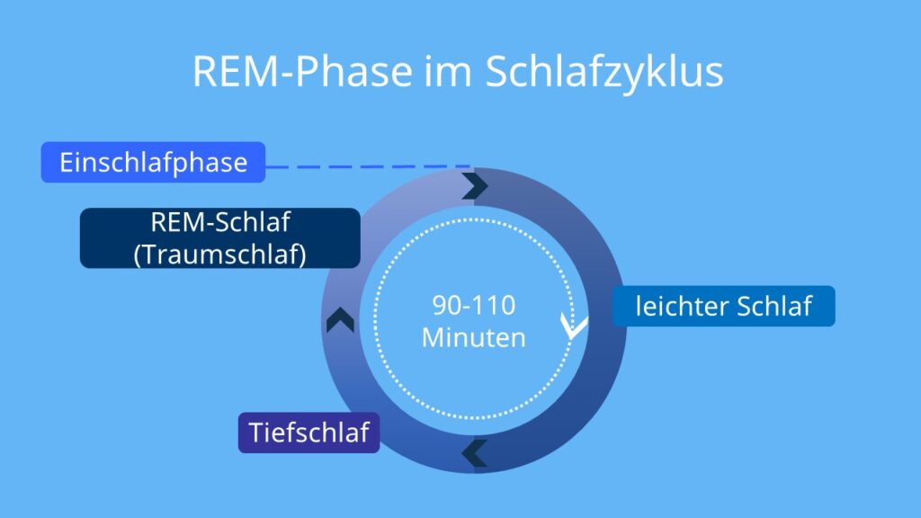 Die Wissenschaft des Schlafs – Wie Seide deine REM-Phasen verbessert
